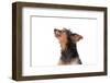 Mutt-Fabio Petroni-Framed Photographic Print