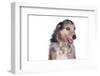 Mutt-Fabio Petroni-Framed Photographic Print