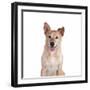 Mutt-Fabio Petroni-Framed Photographic Print