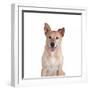 Mutt-Fabio Petroni-Framed Photographic Print