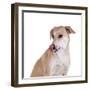 Mutt-Fabio Petroni-Framed Photographic Print