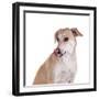 Mutt-Fabio Petroni-Framed Photographic Print