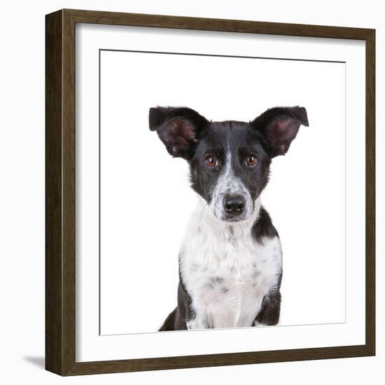 Mutt-Fabio Petroni-Framed Photographic Print