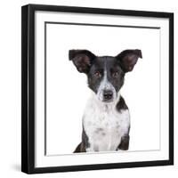 Mutt-Fabio Petroni-Framed Photographic Print