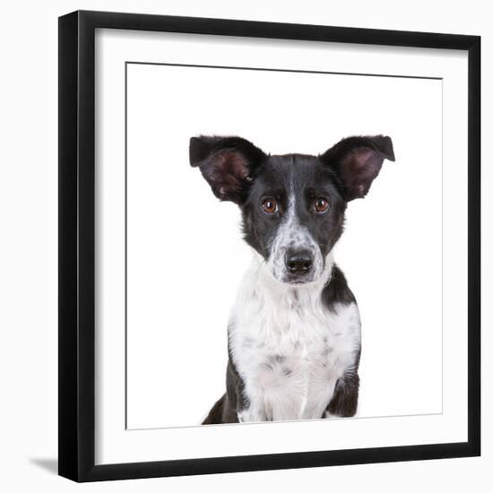 Mutt-Fabio Petroni-Framed Photographic Print