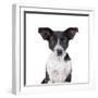 Mutt-Fabio Petroni-Framed Photographic Print