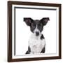 Mutt-Fabio Petroni-Framed Photographic Print