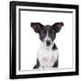 Mutt-Fabio Petroni-Framed Photographic Print