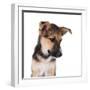 Mutt-Fabio Petroni-Framed Photographic Print