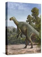 Muttaburrasaurus Langdoni in a Prehistoric Environment-null-Stretched Canvas