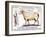 Mutton: Diagram Depicting the Different Cuts of Meat-null-Framed Giclee Print