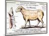 Mutton: Diagram Depicting the Different Cuts of Meat-null-Mounted Giclee Print