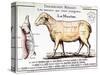 Mutton: Diagram Depicting the Different Cuts of Meat-null-Stretched Canvas