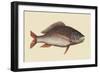 Mutton Fish-Mark Catesby-Framed Art Print