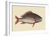 Mutton Fish-Mark Catesby-Framed Art Print