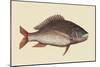 Mutton Fish-Mark Catesby-Mounted Art Print