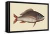 Mutton Fish-Mark Catesby-Framed Stretched Canvas