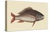 Mutton Fish-Mark Catesby-Stretched Canvas