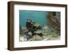 Mutton Snapper and Blue Striped Grunt, Hol Chan Marine Reserve, Belize-Pete Oxford-Framed Photographic Print