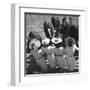 Mutual Admiration-The Chelsea Collection-Framed Art Print