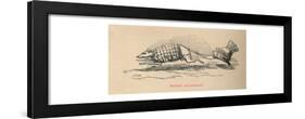 'Mutual attachment', 1852-John Leech-Framed Giclee Print