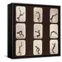 Muybridge Locomotion, Back Hand Spring, 1881-Science Source-Framed Stretched Canvas