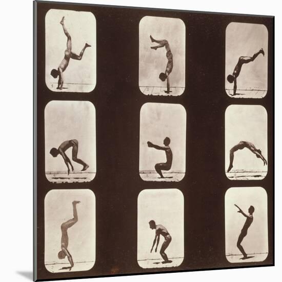 Muybridge Locomotion, Back Hand Spring, 1881-Science Source-Mounted Giclee Print