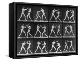 Muybridge Locomotion, Men Boxing, 1887-Science Source-Framed Stretched Canvas