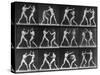 Muybridge Locomotion, Men Boxing, 1887-Science Source-Stretched Canvas