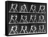 Muybridge Locomotion, Men Boxing, 1887-Science Source-Framed Stretched Canvas