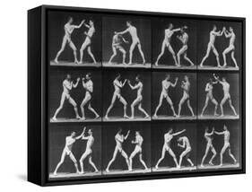 Muybridge Locomotion, Men Boxing, 1887-Science Source-Framed Stretched Canvas