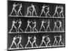 Muybridge Locomotion, Men Boxing, 1887-Science Source-Mounted Giclee Print
