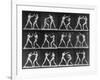 Muybridge Locomotion, Men Boxing, 1887-Science Source-Framed Giclee Print