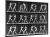 Muybridge Locomotion, Men Boxing, 1887-Science Source-Mounted Giclee Print