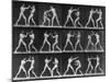 Muybridge Locomotion, Men Boxing, 1887-Science Source-Mounted Giclee Print