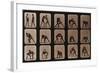 Muybridge Locomotion, Men Wrestling, 1881-Science Source-Framed Giclee Print