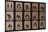 Muybridge Locomotion, Men Wrestling, 1881-Science Source-Mounted Giclee Print