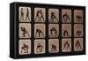 Muybridge Locomotion, Men Wrestling, 1881-Science Source-Framed Stretched Canvas