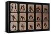 Muybridge Locomotion, Men Wrestling, 1881-Science Source-Framed Stretched Canvas