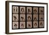 Muybridge Locomotion, Men Wrestling, 1881-Science Source-Framed Giclee Print