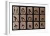 Muybridge Locomotion, Men Wrestling, 1881-Science Source-Framed Giclee Print