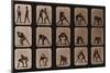 Muybridge Locomotion, Men Wrestling, 1881-Science Source-Mounted Giclee Print