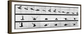 Muybridge Locomotion, Pigeon In Flight, 1881-Science Source-Framed Giclee Print