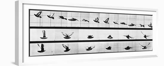 Muybridge Locomotion, Pigeon In Flight, 1881-Science Source-Framed Giclee Print