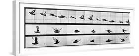 Muybridge Locomotion, Pigeon In Flight, 1881-Science Source-Framed Giclee Print