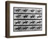 Muybridge Locomotion, Racehorse Galloping, 1887-Science Source-Framed Giclee Print