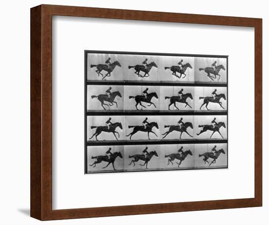 Muybridge Locomotion, Racehorse Galloping, 1887-Science Source-Framed Giclee Print