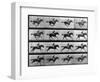 Muybridge Locomotion, Racehorse Galloping, 1887-Science Source-Framed Giclee Print