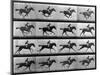 Muybridge Locomotion, Racehorse Galloping, 1887-Science Source-Mounted Giclee Print