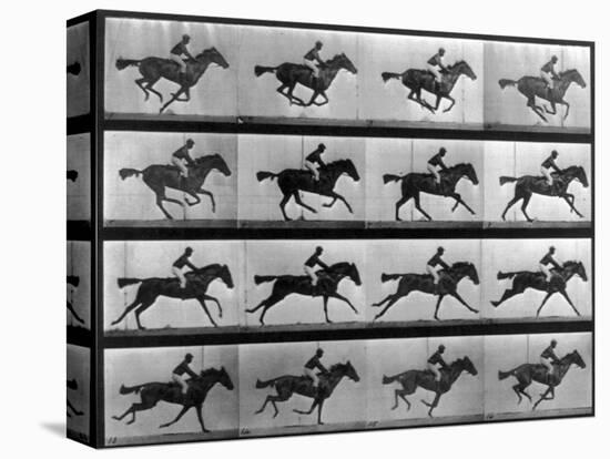 Muybridge Locomotion, Racehorse Galloping, 1887-Science Source-Stretched Canvas